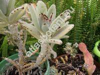 Kalanchoe tomentosa (Kalanchoe tomentosa Pek.)