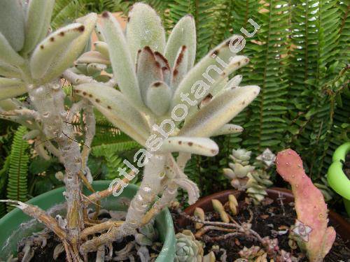 Kalanchoe tomentosa (Kalanchoe tomentosa Pek.)