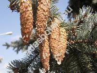 Picea pungens 'Argentea'