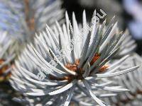 Picea pungens 'Argentea'