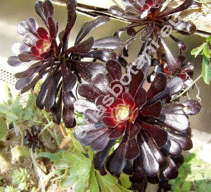 Aeonium arboreum 'Black' (Aeonium arboreum 'Atropurpureum')