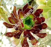 Aeonium arboreum 'Atropurpureum'