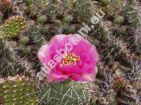 Opuntia rhodantha K. Schum.