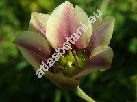 Nectaroscordum siculum subsp. bulgaricum (Allium bulgaricum, Nectaroscordum dioscoridis, Allium siculum Ucria)