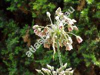 Nectaroscordum siculum subsp. bulgaricum (Allium bulgaricum, Nectaroscordum dioscoridis, Allium siculum Ucria)