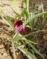 Tulipa  'Persian Pearl'