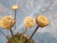 Syngonanthus chrysanhus 'Mikado' (Dupatya chrysantha Kuntze, Eriocaulon chrysanthus Bong., Paepalanthus chrysanthus)
