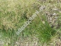 Deschampsia caespitosa (L.) P. B. (Aira caespitosa L., Arundo, Avena, Avenella)