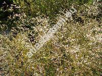 Deschampsia caespitosa (L.) P. B. (Aira caespitosa L., Arundo, Avena, Avenella)