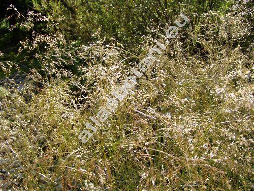 Deschampsia caespitosa (L.) P. B. (Aira caespitosa L., Arundo, Avena, Avenella)