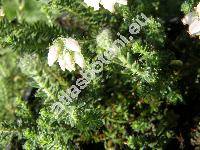Erica tetralix L.