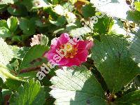 Fragaria 'Red Ruby'