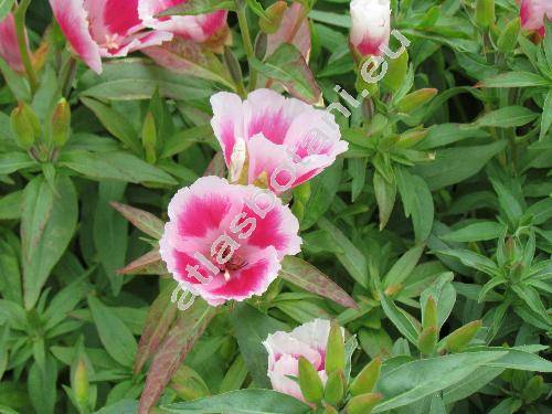 Godetia grandiflora Lindl. (Godetia whitneyi hort.)