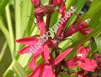 Lobelia cardinalis L.