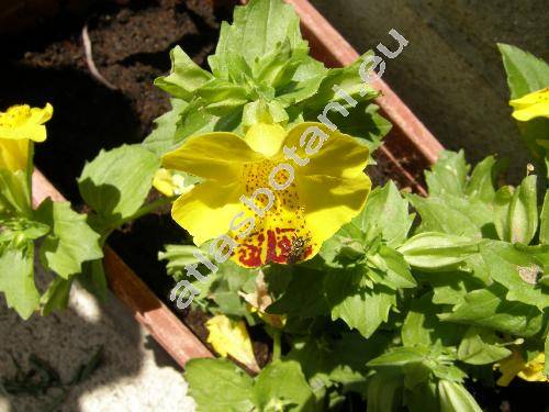 Mimulus x hybridus 'Viva' (Erythranthe)