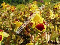 Mimulus x hybridus 'Viva' (Erythranthe)