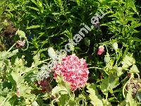 Papaver somniferum L. 'Frosted Salmon'