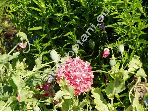 Papaver somniferum L. 'Frosted Salmon'