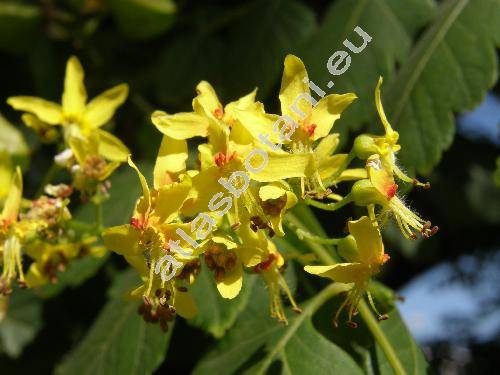 Koelreuteria paniculata Laxm.