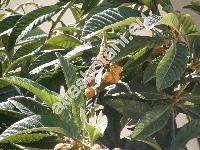 Eriobotrya japonica (Thunb.) Lindley (Mespilus japonica Thunb.)