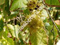 Corylus colurna L.