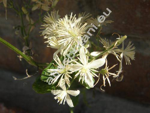 Clematis vitalba L.