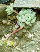 Echeveria expatriata (x Cremneria expatriata)
