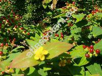 Hypericum androsaemum L.