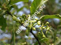 Rhamnus cathartica L. (Zelkova, Rhamnus spinosa Gilib., Celtis)