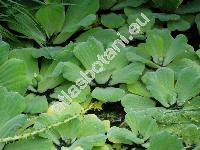 Pistia stratiotes L.