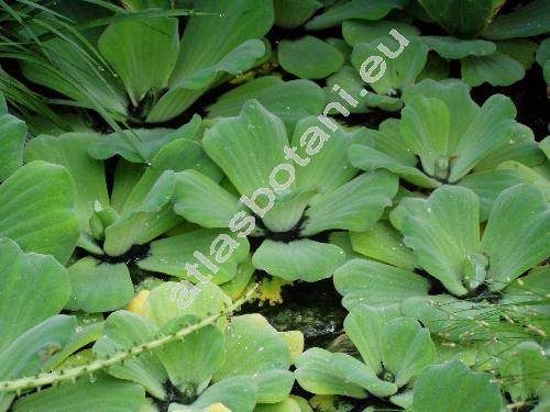 Pistia stratiotes L.