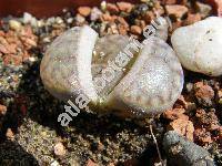 Lithops pseudotruncatella