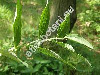 Polygonatum odoratum (Mill.) Druce (Convallaria, Polygonatum officinale All.)