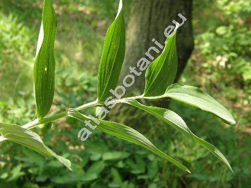 Polygonatum odoratum (Mill.) Druce (Convallaria, Polygonatum officinale All.)