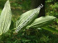 Polygonatum odoratum (Mill.) Druce (Convallaria, Polygonatum officinale All.)