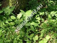 Polygonatum odoratum (Mill.) Druce (Convallaria, Polygonatum officinale All.)