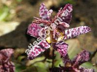 Tricyrtis hirta (Thbg.) Hook.