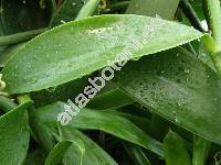 Vanilla planifolia Andr. (Vanilla aromatica Willd.)