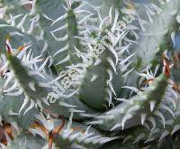 Aloe erinacea (Aloe melanacantha var. erinacea)