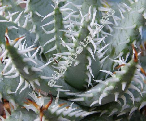 Aloe erinacea (Aloe melanacantha var. erinacea)