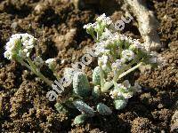 Crassula ausensis subsp. titanopsis