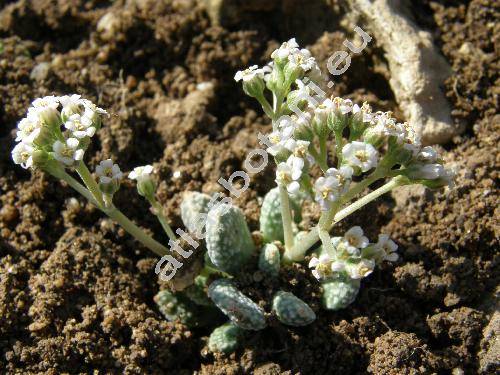 Crassula ausensis subsp. titanopsis