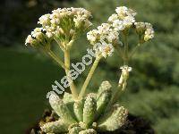 Crassula ausensis subsp. titanopsis