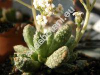 Crassula ausensis subsp. titanopsis