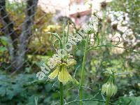 Nigella orientalis (Nigella orientalis L., Nigellastrum orientale Bercht. et J. Presl)