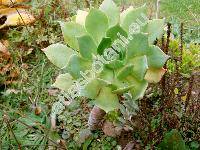 Aeonium percarneum (Aeonium percarneum (Murr.) Pit. et Proust.)