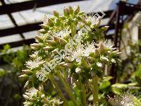 Aeonium percarneum (Aeonium percarneum (Murr.) Pit. et Proust.)