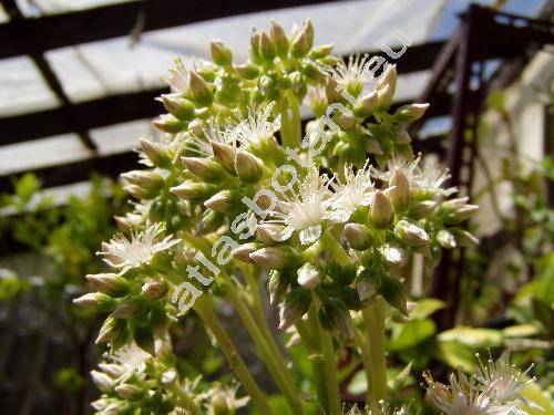 Aeonium percarneum (Aeonium percarneum (Murr.) Pit. et Proust.)