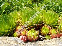 Jovibarba globifera subsp. hirta (L.) J. Parnell (Jovibarba hirta (L.) Opiz, Sempervivum hirtum L.)