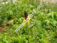 Cassia didymobotrya Fresen (Senna didymobotrya (Fres.) Irw. et Barn., Chamaesenna didymobotrya (Fres.) Small)